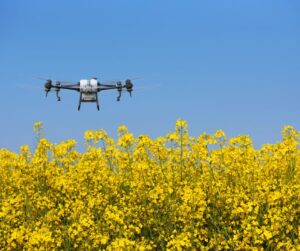 Агродрон  DJI Agras T50 здіснює обробку ріпака у фазі цвітіння