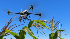 Агродрон DJI Agras T50 обробляє поле кукурудзи